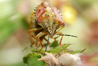 Elasmucha grisea